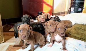 Cachorros Pitbull Linea Red Nose