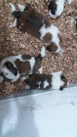 Cachorros San Bernardo Ala Venta