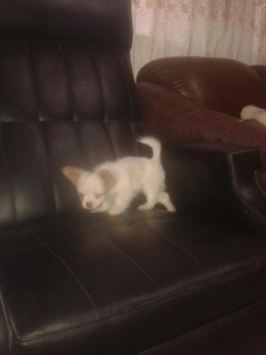 Chihuahua Hembra en Venta