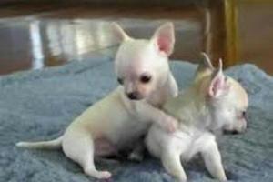 Finos Chihuahuas Toy Foto Real