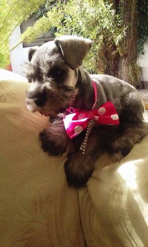 HEMBRA SCHNAUZER TOY DE 3 MESES SAL Y PIMIENTA EN VENTA