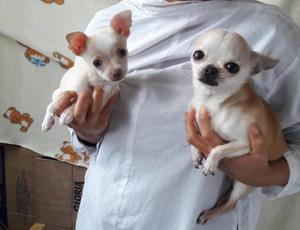 Hermosos Chihuahuas mini toy Calidad A1 Vendo