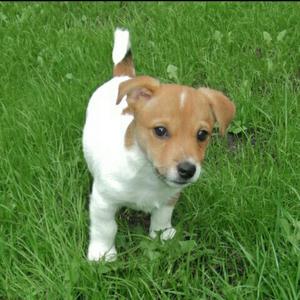 Jack Russell