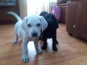 Labradores de Raza Cachorritos