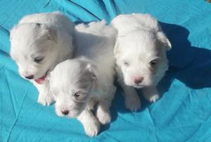 MALTES TOY CACHORROS HERMOSOS