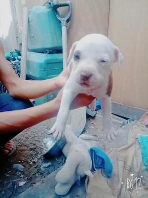 Perrito Pitbull