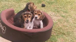 Perro Beagle