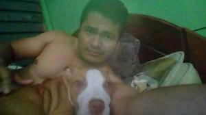 Perro Pitbull Stanfor