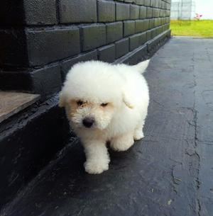 Poodle