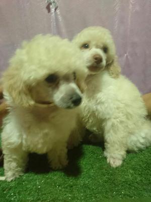Poodle Toy Caniche Papa con Pedigree