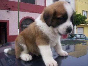 Quiero Adoptar Un Cachorro San Bernardo