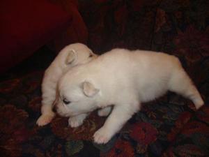 SAMOYEDO CACHORRITOS PRECIO A TRATAR