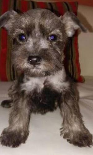 Schnauzer