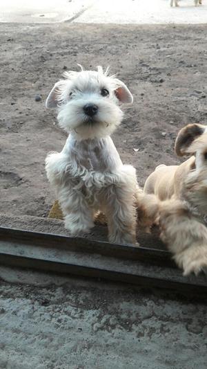 Schnauzer Blanco