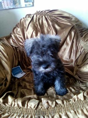Schnauzer Sal Pimienta