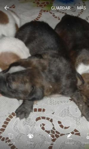 Se Vende Cachorra de 1mes 7 Dias