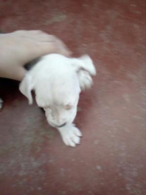 Se Vende Cachorros Pitbull