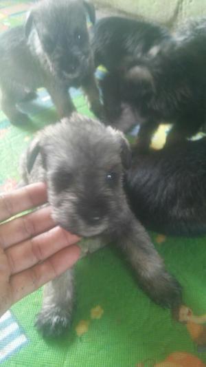 Se Vende Cachorros Snawzer