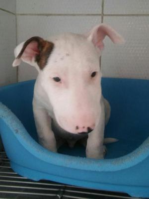 Vendo Bullterrier