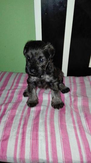 Vendo Cachorritos Schnauzer