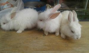 Vendo Conejitos