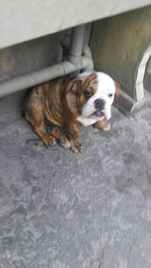 Vendo Perrito Bulldog Ingles