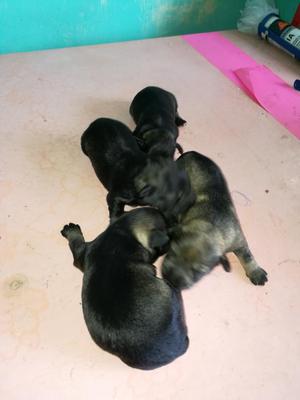 Vendo Schnauzer