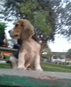 Vendo Un Cachorro Beagle Tricolor