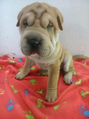 Venta de Sharpei