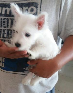 West Highland White Terrier