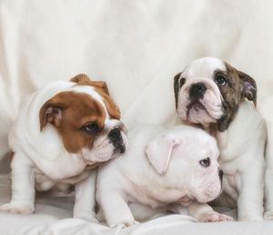 bulldog ingles bellos cachorros padres de pedigree vacunados
