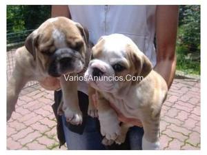 bulldog ingles cachorrazos desparasitados vacunados