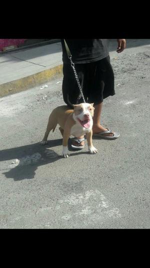 en Venta Bully Hembra