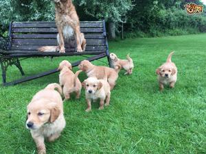 golden retriever champion