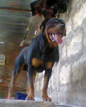 rottweiler cachorros