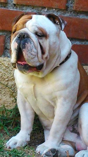 servicio de monta bulldog ingles