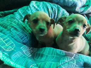 venta de cachorros pinshcer