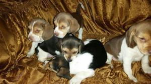 BEAGLE CACHORROS FINOS