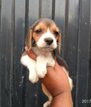 Cachorrito Beagle Macho