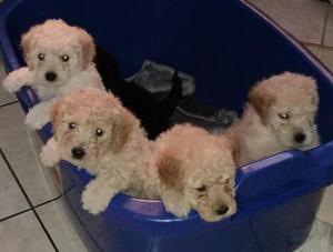 Cachorros Poodle