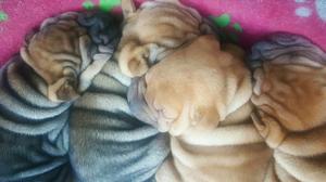 Cachorros Sharpei