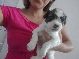 Cachorros en Venta