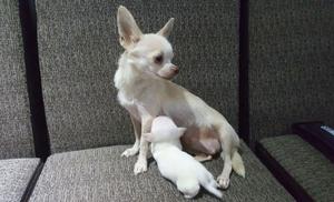 Chihuahua Toy Hembra Y Macho de 3 Meses!