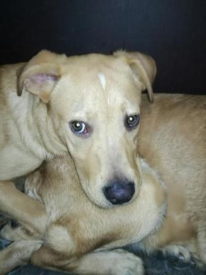 Doy en Adopcion Cruzado con Labrador