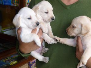 HERMOSOS CACHORRITOS LABRADORES