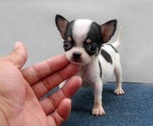 Incomparables Miniaturas Chihuahua Toy blancos moteados