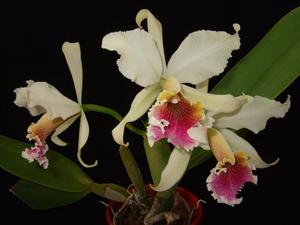 Orquídea Cattleya Rex