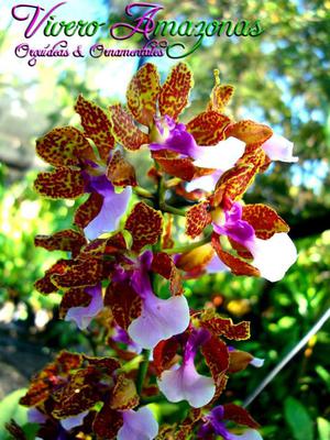 Orquídea Trichocentrum lanceanum