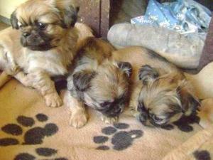 PEKINES HEMBRAS Y MACHOS