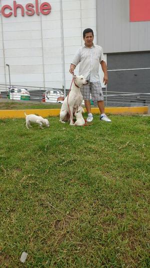 Perros de Raza Dogo Argentino